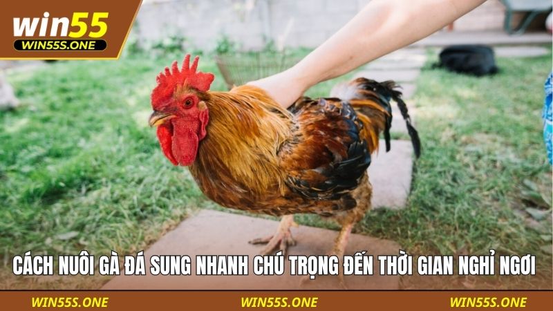 Cách nuôi gà đá sung nhanh chú trọng đến thời gian nghỉ ngơi 