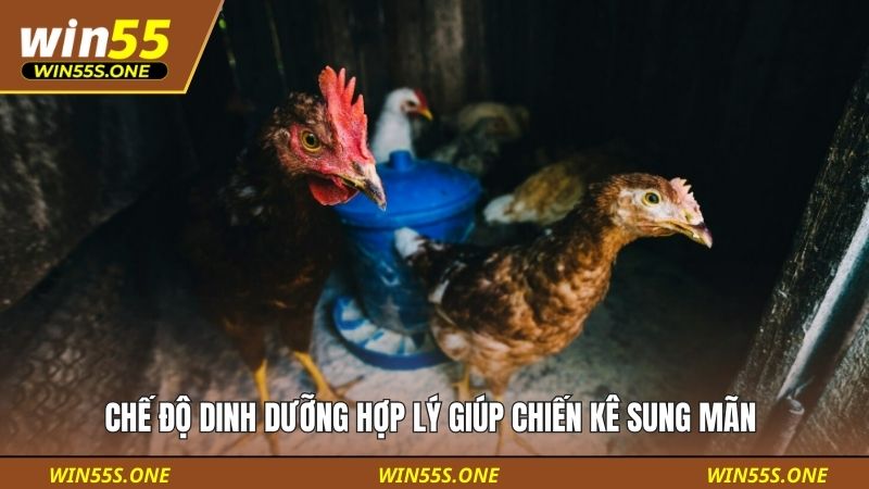 Chế độ dinh dưỡng hợp lý giúp chiến kê sung mãn 