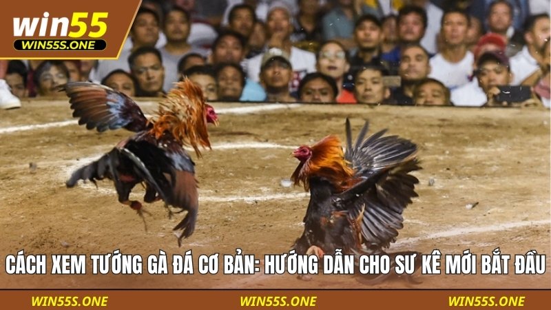 Cách Xem Tướng Gà Đá Cơ Bản: Hướng Dẫn Cho Sư Kê Mới Bắt Đầu 1 Cách Xem Tướng Gà Đá Cơ Bản
