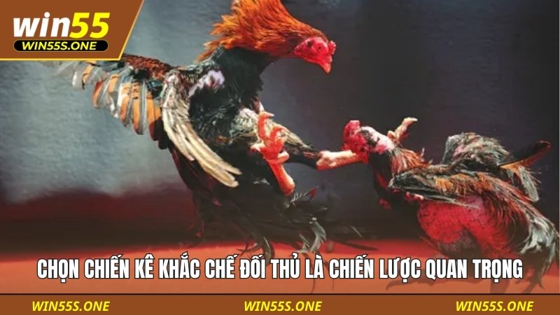 Chọn chiến kê khắc chế đối thủ là chiến lược quan trọng