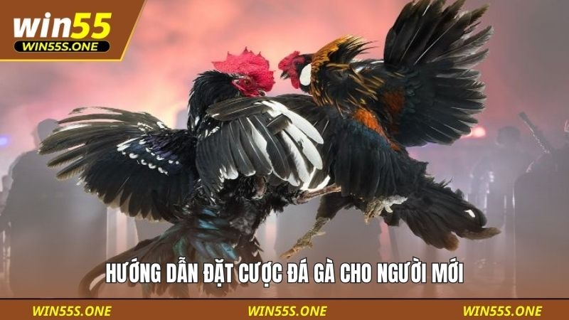 Hướng Dẫn Đặt Cược Đá Gà Cho Người Mới Tại Win55 Từ A–Z 2 Hướng dẫn đặt cược đá gà cho người mới
