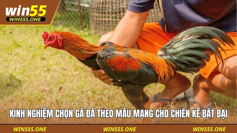 Kinh Nghiệm Chọn Gà Đá Theo Màu Mạng Cho Chiến Kê Bất Bại 6 kinh nghiệm chọn gà đá theo màu mạng