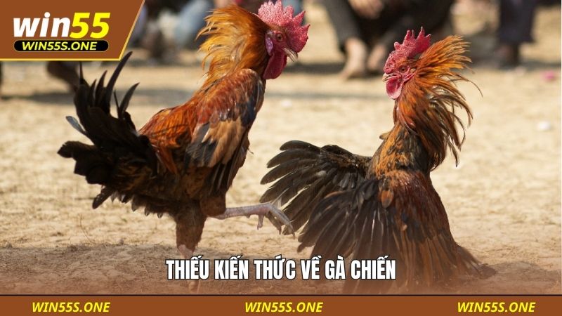 Thiếu kiến thức về gà chiến